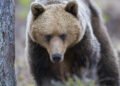 394 bears allowed to be killed – decision faces strong criticism