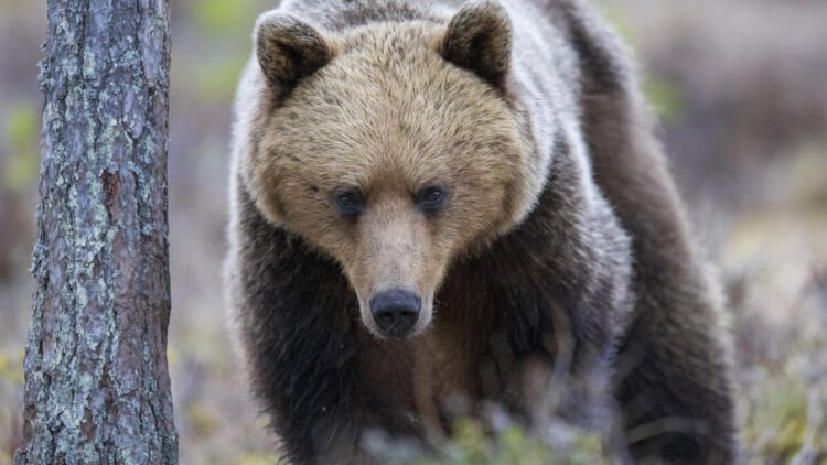 394 bears allowed to be killed – decision faces strong criticism