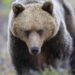 394 bears allowed to be killed – decision faces strong criticism