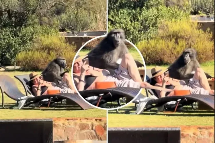 The couple, engrossed in their mobile phones, did not notice the “thief” between them, the baboon ate their snacks