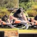 The couple, engrossed in their mobile phones, did not notice the “thief” between them, the baboon ate their snacks
