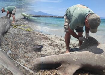 Those who saw it had goosebumps: A frightening dream washed up on the beach in Aydın