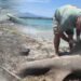 Those who saw it had goosebumps: A frightening dream washed up on the beach in Aydın