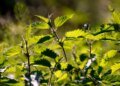 Stinging nettles replace orchids in Europe: Swiss study
