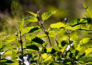 Stinging nettles replace orchids in Europe: Swiss study