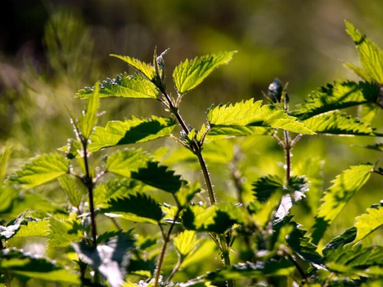 Stinging nettles replace orchids in Europe: Swiss study