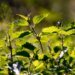 Stinging nettles replace orchids in Europe: Swiss study