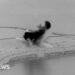 US and Iran exchange strikes in Gulf in latest test of ceasefireThe US military says it struck Iranian drones and radar sites. Tehran responds by targeting US bases in Kuwait and Bahrain.31 mins agoWorld