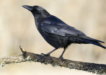 Amazing facts about crows that will make you look at them with different eyes