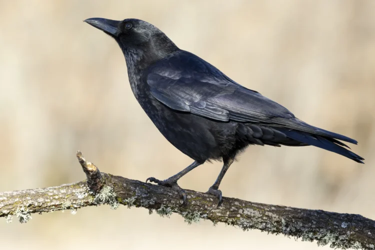 Amazing facts about crows that will make you look at them with different eyes