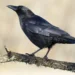 Amazing facts about crows that will make you look at them with different eyes