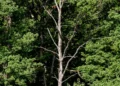 Environmental consequences: How many trees does AI cost?