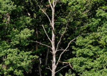 Environmental consequences: How many trees does AI cost?