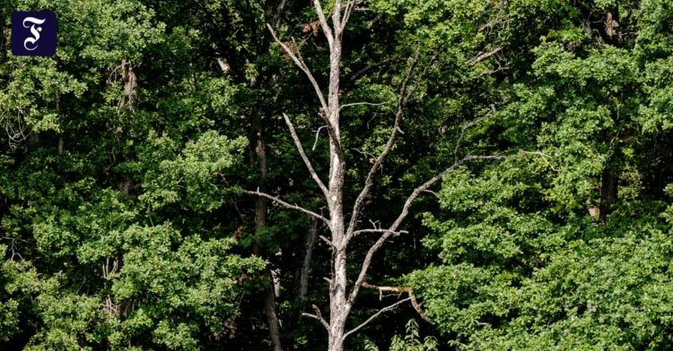 Environmental consequences: How many trees does AI cost?