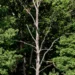 Environmental consequences: How many trees does AI cost?