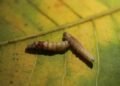 Flesh-eating screwworm has reached the US — a comeback driven by organized crime