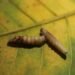 Flesh-eating screwworm has reached the US — a comeback driven by organized crime