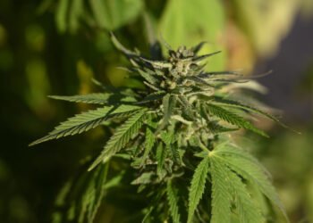 Court of Appeal increases prison sentences for cannabis factory outside Helsingborg