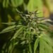 Court of Appeal increases prison sentences for cannabis factory outside Helsingborg