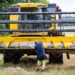 Lantmännen warns of worse-than-usual forecast for this year’s Swedish harvest