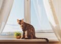 Cat: What to do so that it does not get bored when you are away from home
