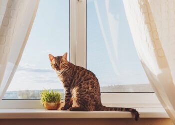 Cat: What to do so that it does not get bored when you are away from home