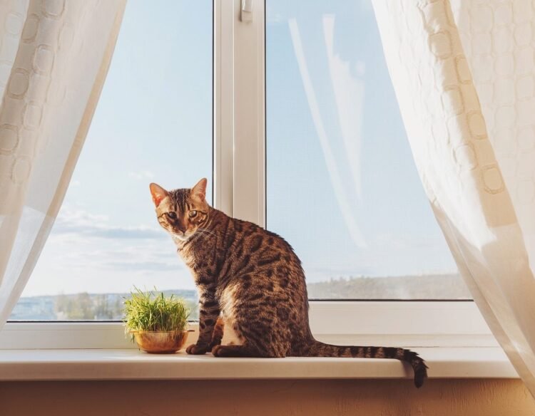 Cat: What to do so that it does not get bored when you are away from home