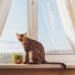 Cat: What to do so that it does not get bored when you are away from home