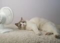Cat and heat: When does summer become dangerous?