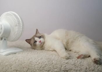 Cat and heat: When does summer become dangerous?