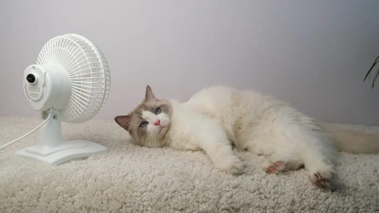 Cat and heat: When does summer become dangerous?