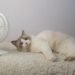 Cat and heat: When does summer become dangerous?
