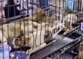 00:27VietnamPolice save 400 stolen cats from the cooking pot211932