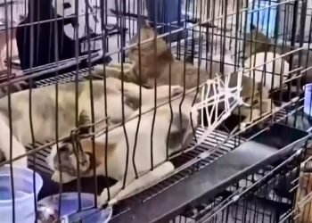 00:27VietnamPolice save 400 stolen cats from the cooking pot211932