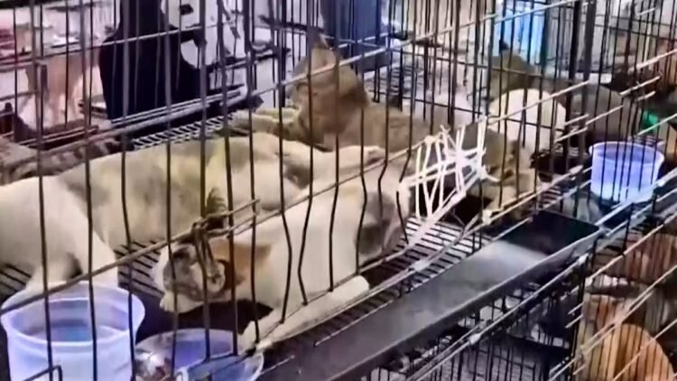 00:27VietnamPolice save 400 stolen cats from the cooking pot211932