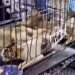 00:27VietnamPolice save 400 stolen cats from the cooking pot211932