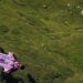 German man dies during wingsuit jump in Switzerland