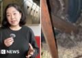 Why are devastating mice plagues happening in Australia?Crops are being ravaged and homes are being invaded by the rodents – and it’s costing farmers hundreds of thousands of dollars.9 hrs agoAustralia