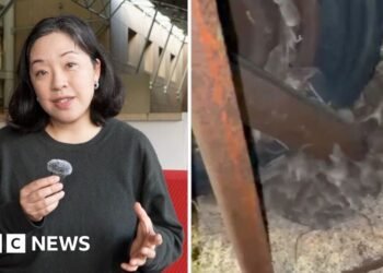 Why are devastating mice plagues happening in Australia?Crops are being ravaged and homes are being invaded by the rodents – and it’s costing farmers hundreds of thousands of dollars.9 hrs agoAustralia