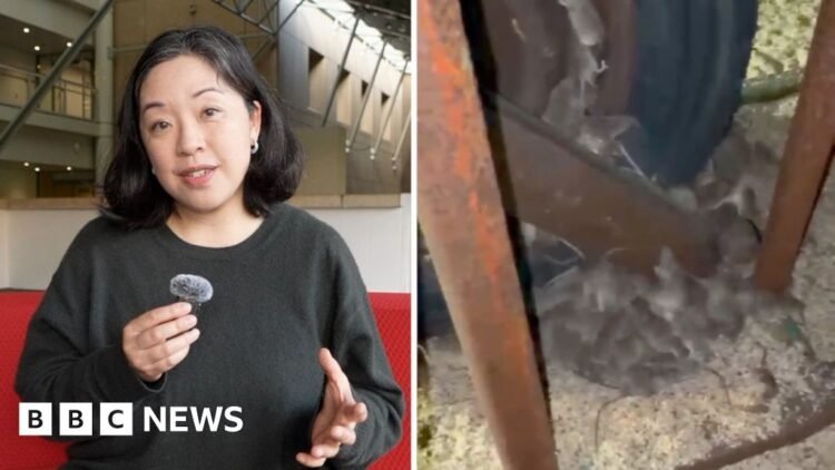Why are devastating mice plagues happening in Australia?Crops are being ravaged and homes are being invaded by the rodents – and it’s costing farmers hundreds of thousands of dollars.9 hrs agoAustralia
