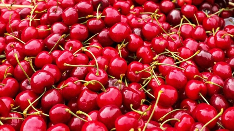 Cherry producers threatened on Monday in the Ministry that they will not pick the fruit for 50 dinars – Economy