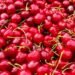 Cherry producers threatened on Monday in the Ministry that they will not pick the fruit for 50 dinars – Economy