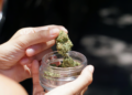 Cannabis. “Reactionary wave” threatens advancement of progressive policies, says neuroscientist