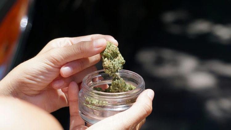 Cannabis. “Reactionary wave” threatens advancement of progressive policies, says neuroscientist