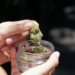 Cannabis. “Reactionary wave” threatens advancement of progressive policies, says neuroscientist