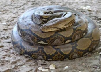 Eliminating environmentally friendly animals… Associations condemn negligent citizens – Al-Shorouk Online