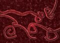 Ebola Bundibugyo Virus Disease outbreak in Central and East Africa