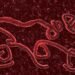Ebola Bundibugyo Virus Disease outbreak in Central and East Africa