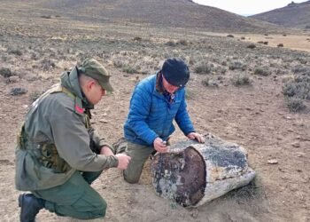 Surprise: the call from a ranch that led to the discovery of an ancient forest preserved for 50 million years