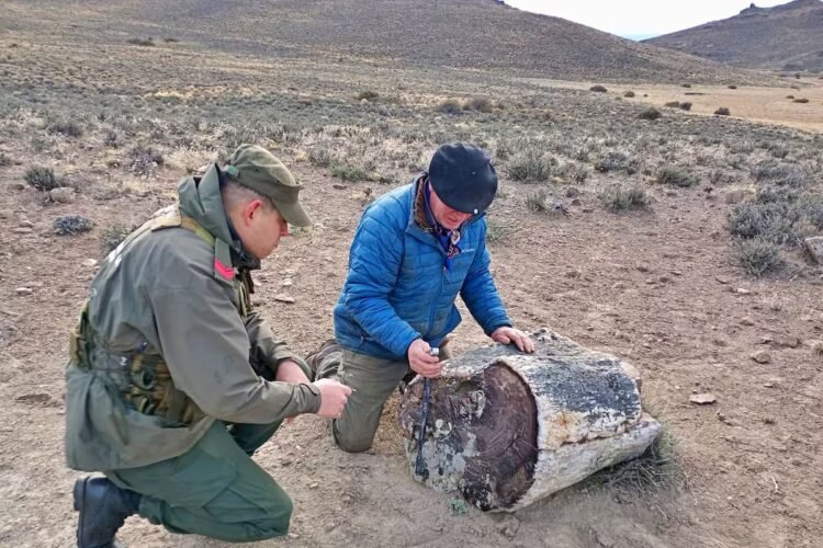 Surprise: the call from a ranch that led to the discovery of an ancient forest preserved for 50 million years